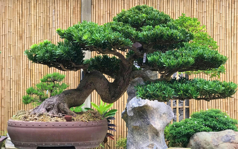 Alt: Cây Tùng La Hán tạo vẻ đẹp cổ kính