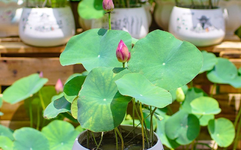 Alt: Hồ sen thanh tịnh trong sân vườn