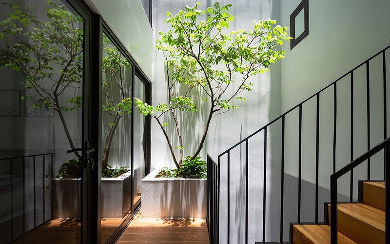 Giếng trời kết hợp cây xanh