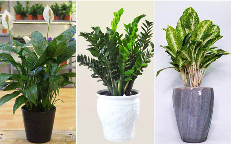Lưu ý trồng cây xanh nhà phố