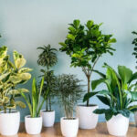 Trang trí cây xanh trong nhà phố không cần nhiều ánh sáng