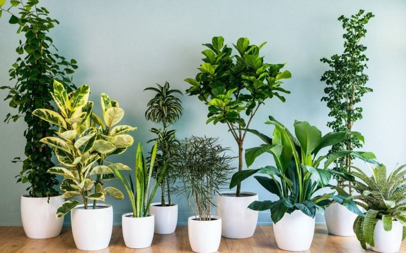 Trang trí cây xanh trong nhà phố không cần nhiều ánh sáng