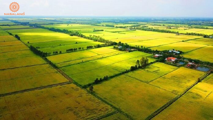 Đất nông nghiệp truyền thống.