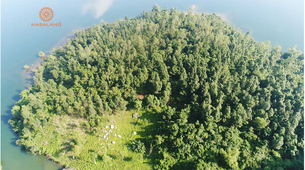 Đất rừng phòng hộ