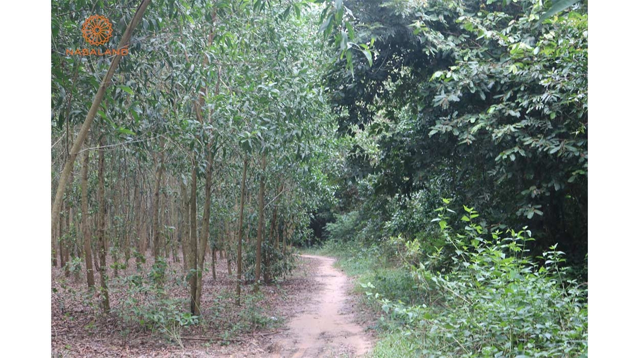 Đất rừng sản xuất