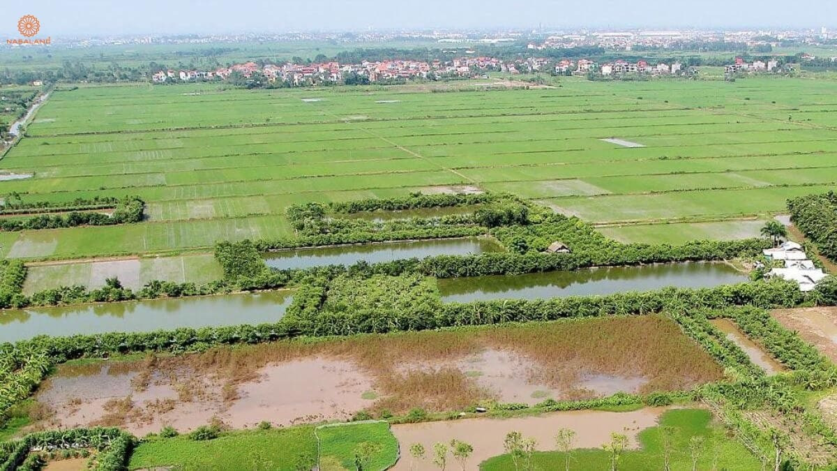 Đất sào trồng lúa