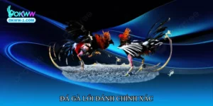 Đá gà lối đánh chính xác