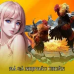 Đá gà nhịp đấu chuẩn