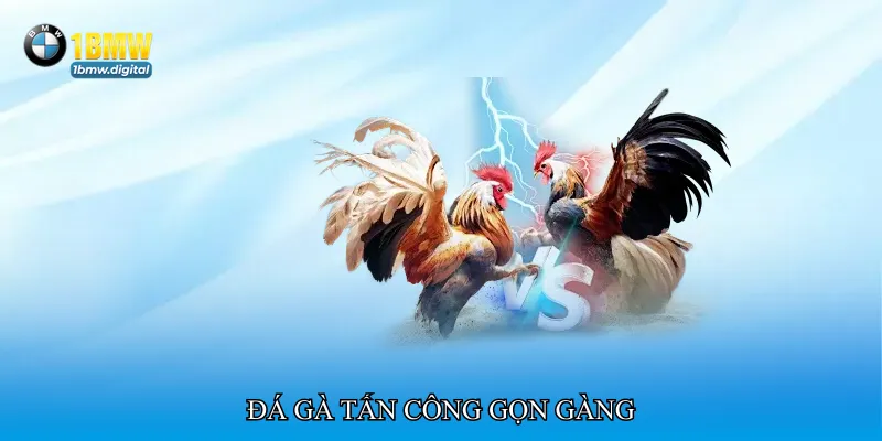 Đá gà tấn công gọn gàng