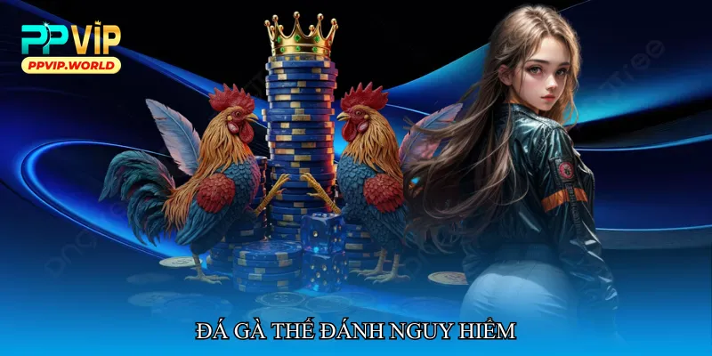 Đá gà thế đánh nguy hiểm